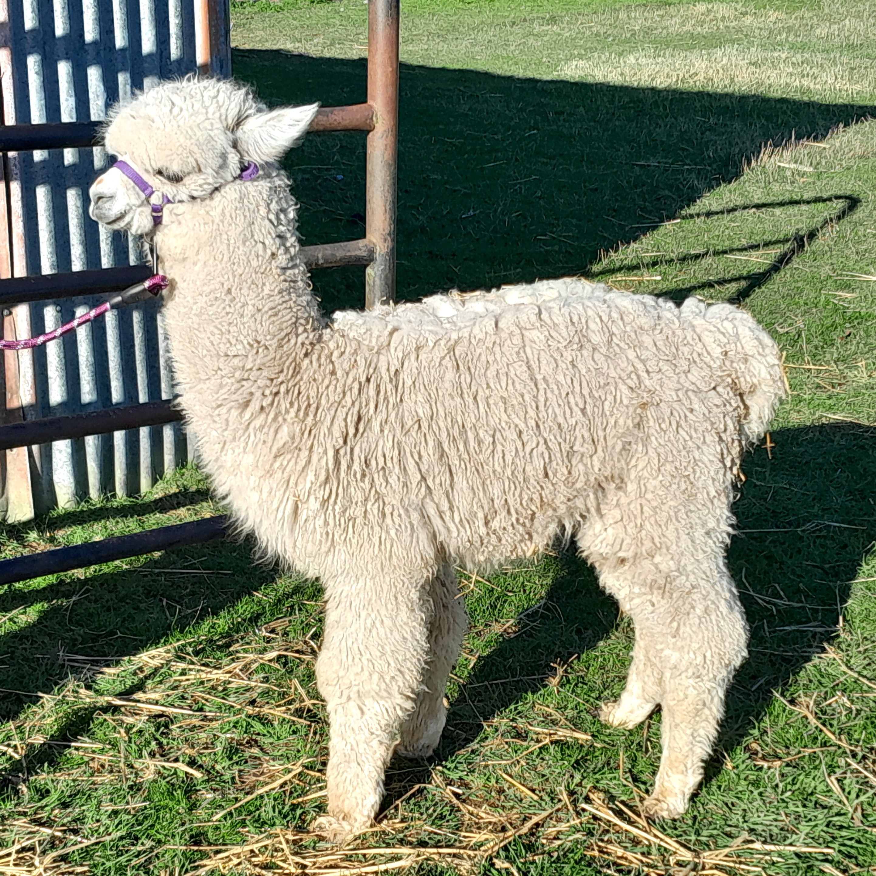 Alpaca